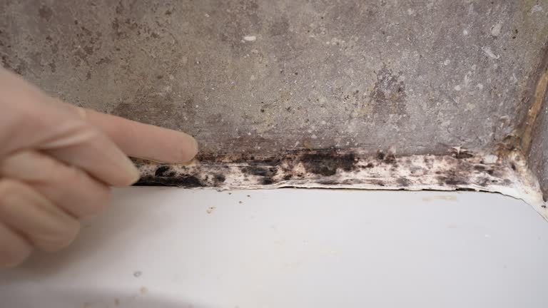 Best Airborne Mold Testing  in South Lake Tahoe, CA